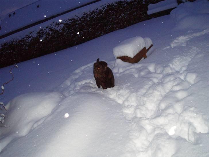 Labrador retriever - Tayson.   billede 6