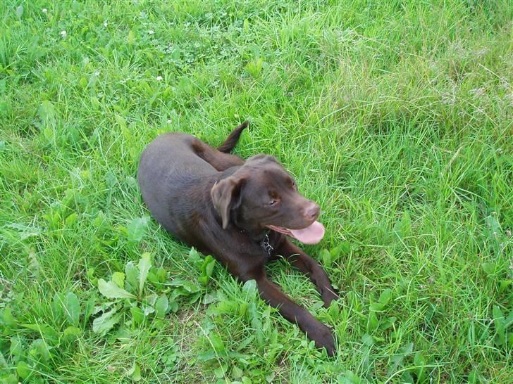 Labrador retriever - Tayson.   - ude og vandre ved jagthytten (: er en rigtig jagthund! billede 7