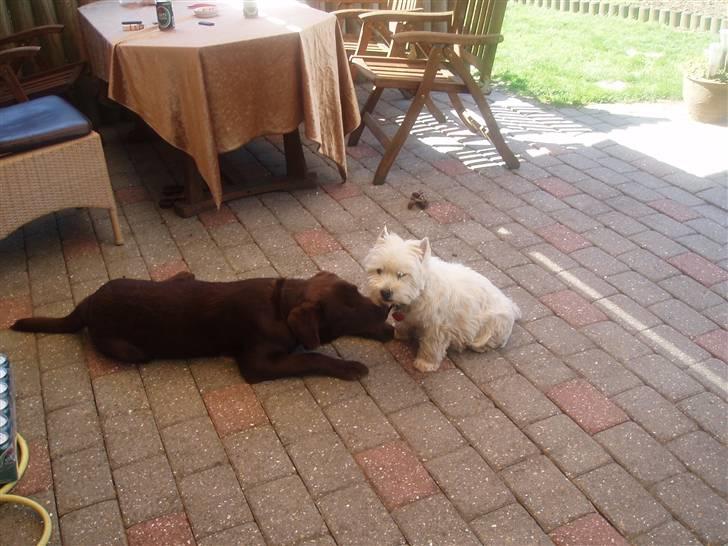 Labrador retriever - Tayson.   - Hvor var jeg forelsket i dig, Ditte. jeg savner dig. billede 8