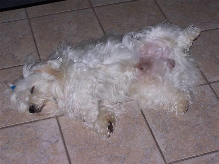 Bichon havanais Chico - En af mine ynglingsbeskæftigelser billede 5