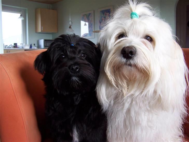Bichon havanais Chico - Sammen med Tasia billede 6