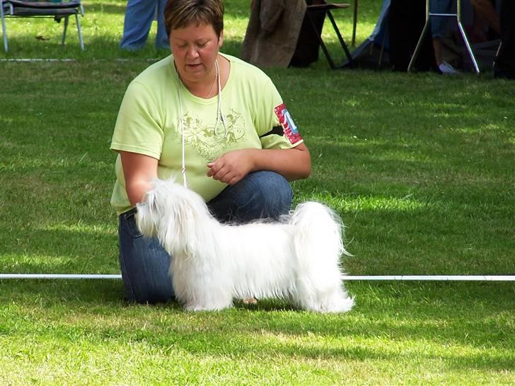 Bichon havanais Chico - Her vises jeg frem, hmm billede 7