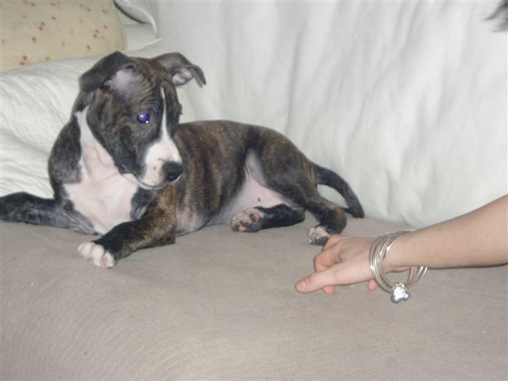 Amerikansk staffordshire terrier limon  - han hygger sig:) billede 1