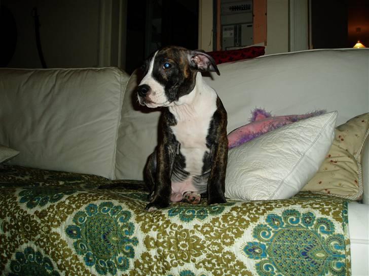 Amerikansk staffordshire terrier limon  billede 2