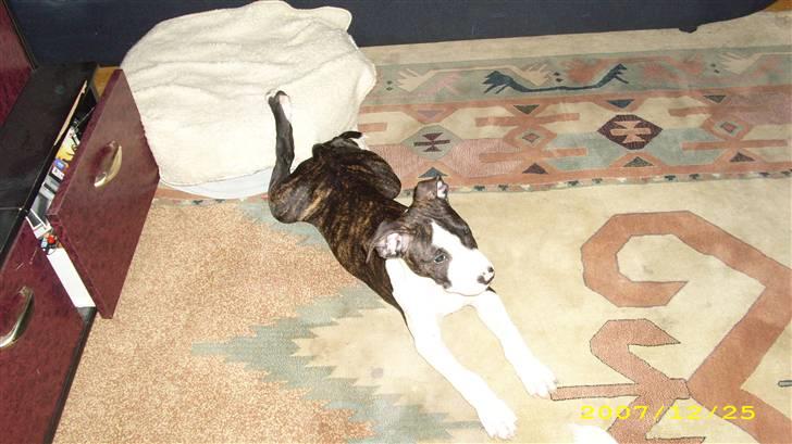 Amerikansk staffordshire terrier Armani - min lille soldat kravler væk fra sin plads:P billede 5