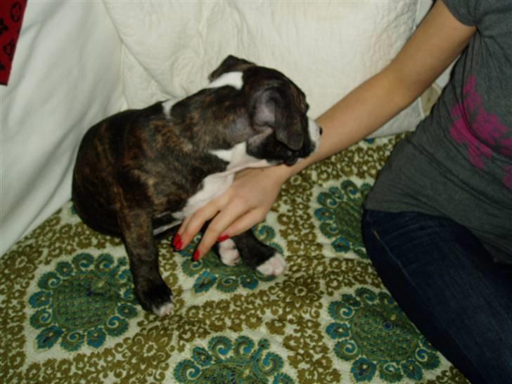 Amerikansk staffordshire terrier limon  - GARFIELD billede 4