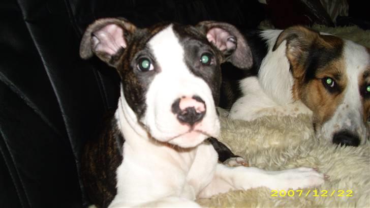 Amerikansk staffordshire terrier Armani - Heej gutter: billede 6