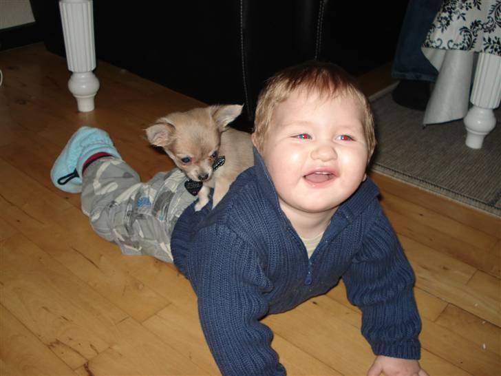 Chihuahua tulle - min nye ven yannick billede 10