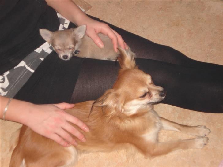 Chihuahua tulle - altid rart at putte billede 11