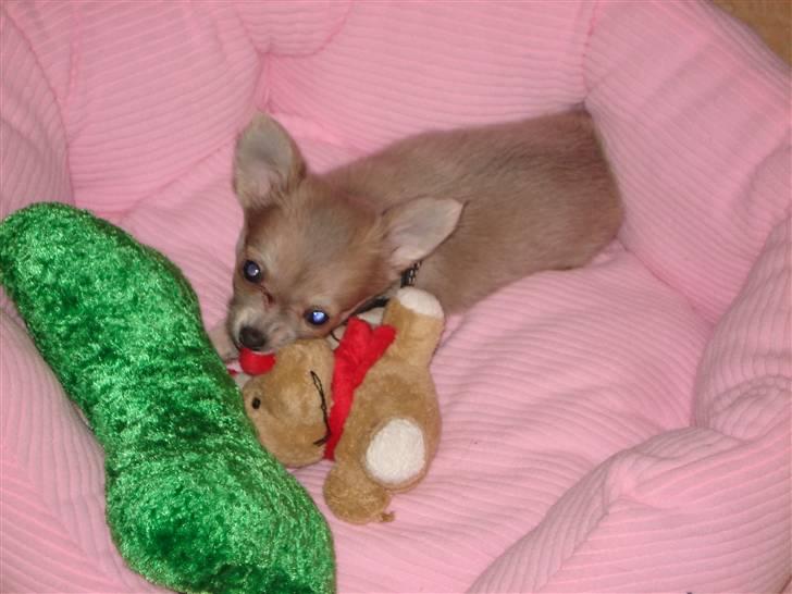 Chihuahua tulle - min julebamse:) billede 12