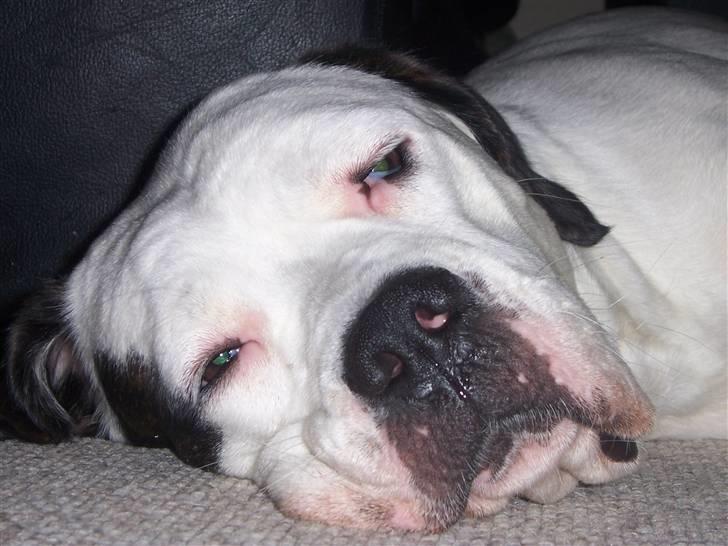 Blanding af racer Sille - ja Ole lukøje kan jo komme lige pludselig.  billede 6