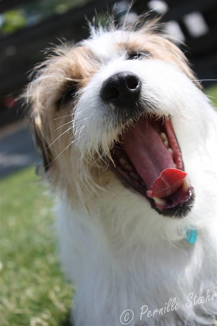 Parson russell terrier                »' Tine <3 - 1| 31/5 ´09. VELKOMMEN [8. Jeg har selv taget alle billederne på hendes profil. Billeder uden dato er taget med mit gamle kamera! billede 1