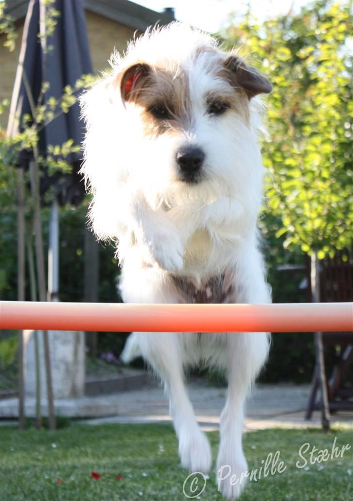 Parson russell terrier                »' Tine <3 - 2| 31/5 ´09. Hop´li´hop! billede 2