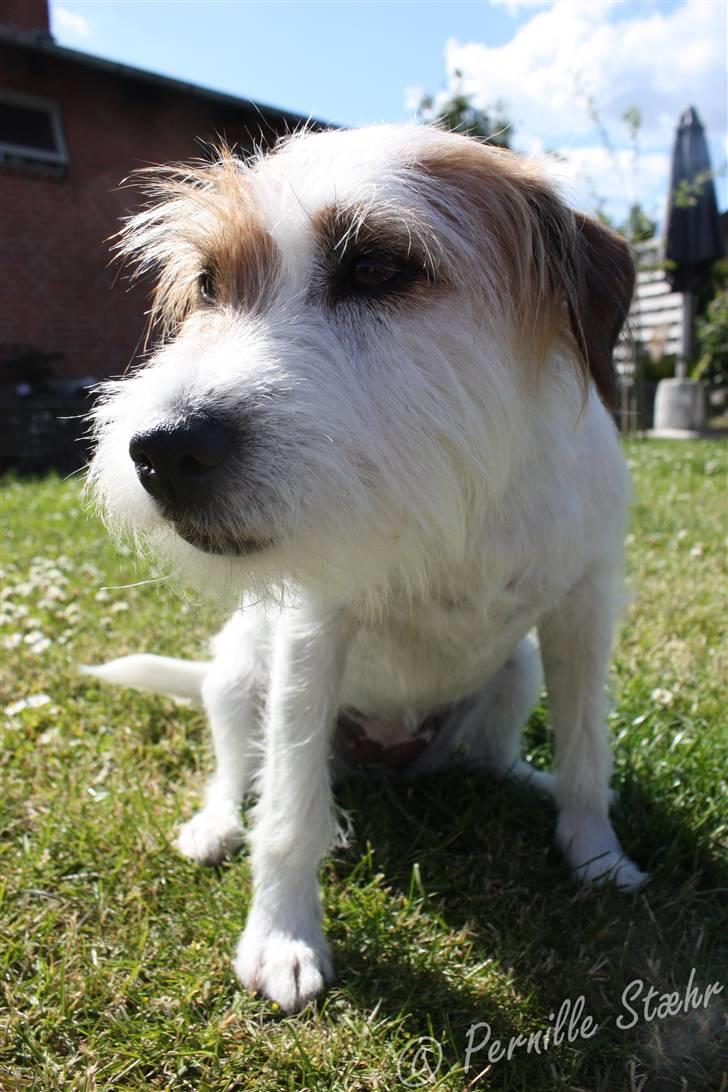 Parson russell terrier                »' Tine <3 - 3| 20/6 ´09. Smukke? billede 3