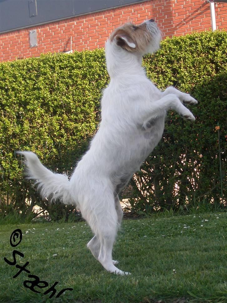 Parson russell terrier                »' Tine <3 - 4| Tricks; DANSE billede 4