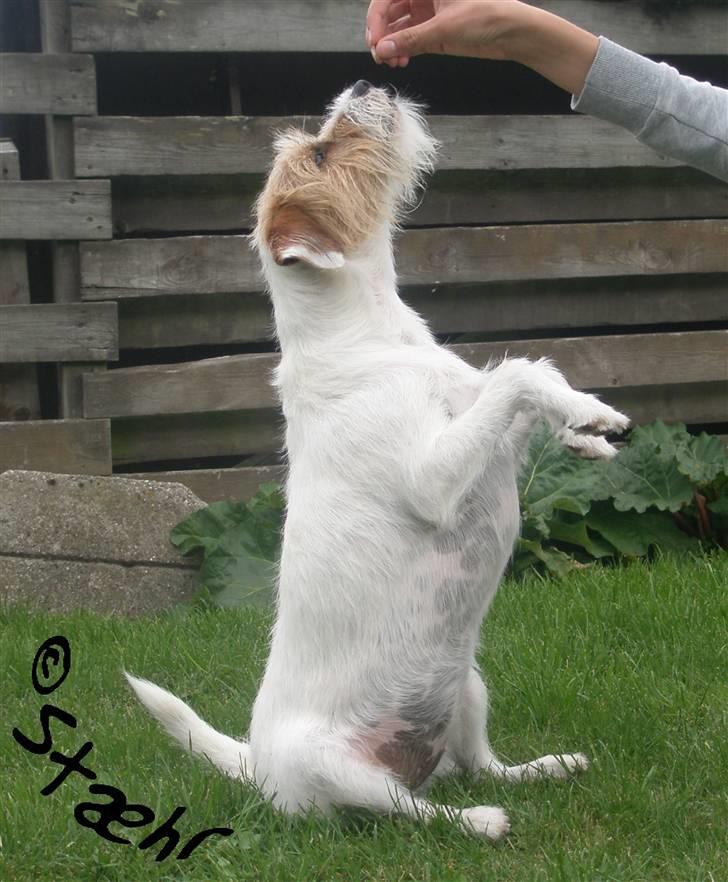 Parson russell terrier                »' Tine <3 - 5|Tricks; POTERNE OP billede 5