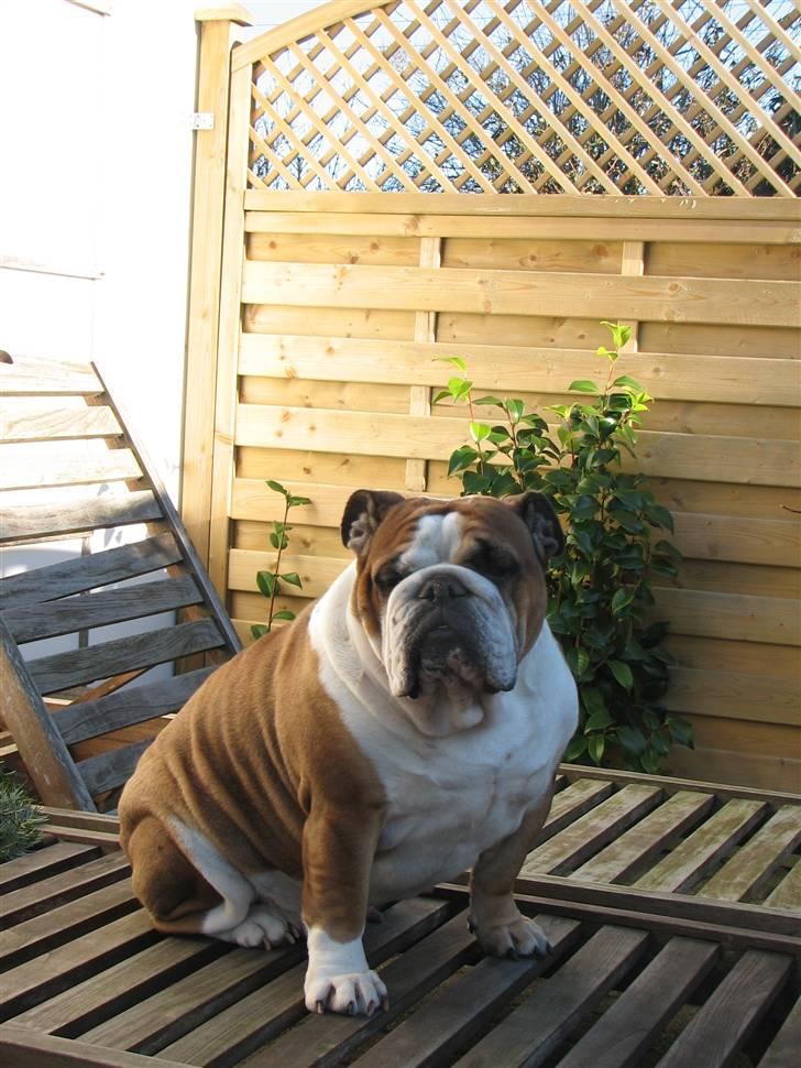 Engelsk bulldog Jula - "Jules" - Aaah....! Forår i luften :) billede 1