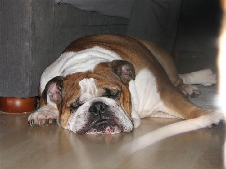 Engelsk bulldog Jula - "Jules" - Alle ka´ trænge til en lur... :) billede 2