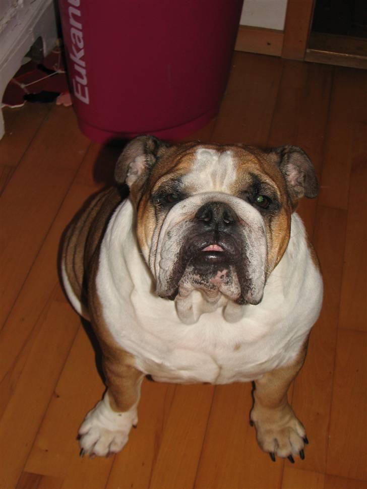 Engelsk bulldog Jula - "Jules" billede 3