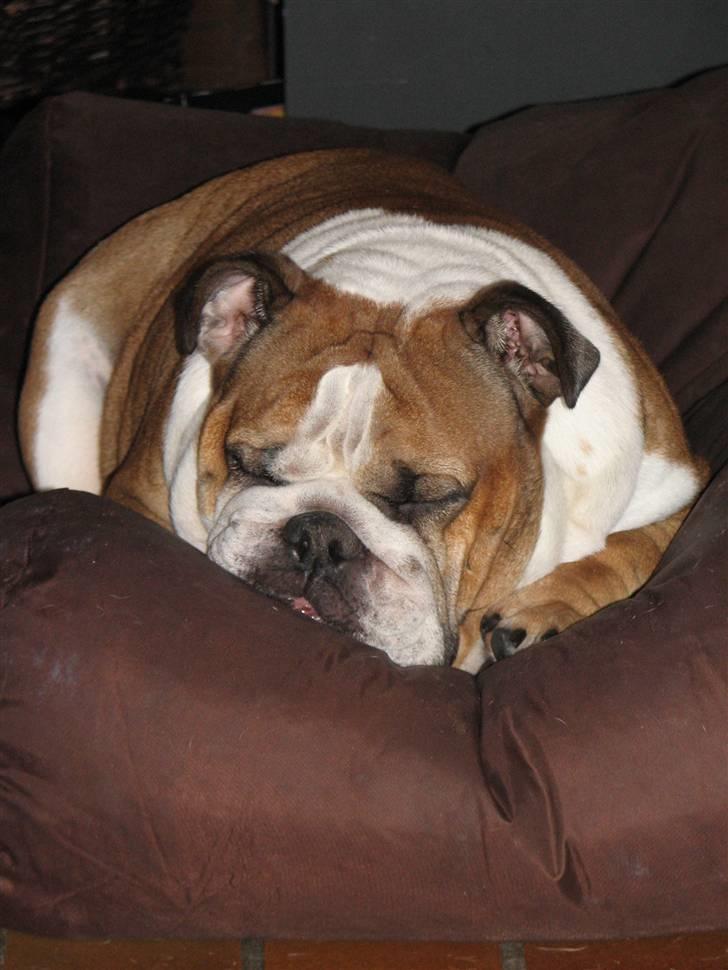 Engelsk bulldog Jula - "Jules" - Ja ja - der er jo en grund til at jeg er så smuk....! billede 4