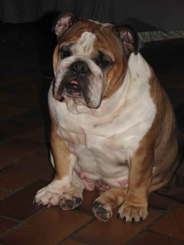 Engelsk bulldog Jula - "Jules" billede 5