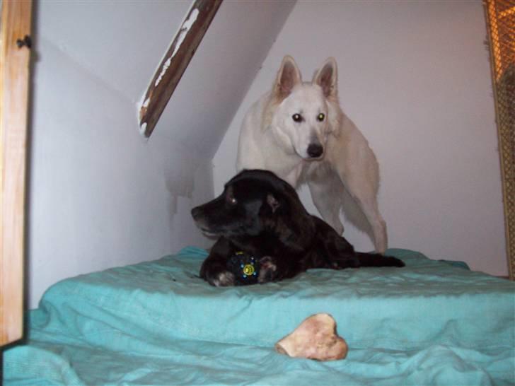 Blanding af racer Buffy - Buffy sammen med fætter Gonzo, de holder af hinanden. billede 2