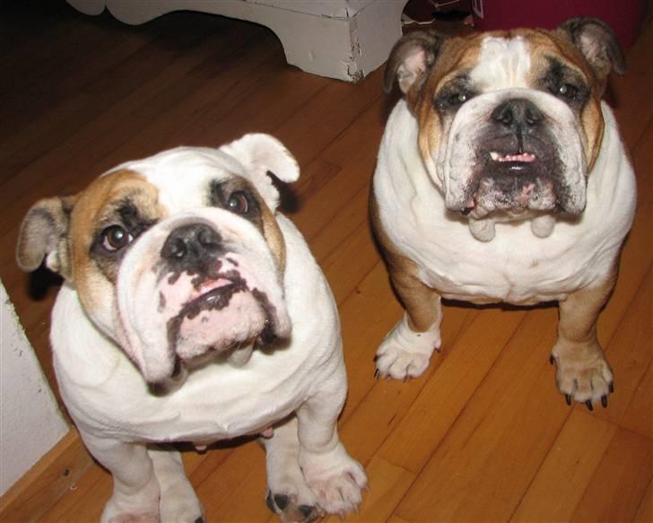 Engelsk bulldog Jula - "Jules" - Die Damen - Rosa & Jula billede 6