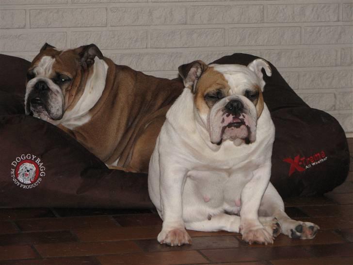 Engelsk bulldog Jula - "Jules" billede 7