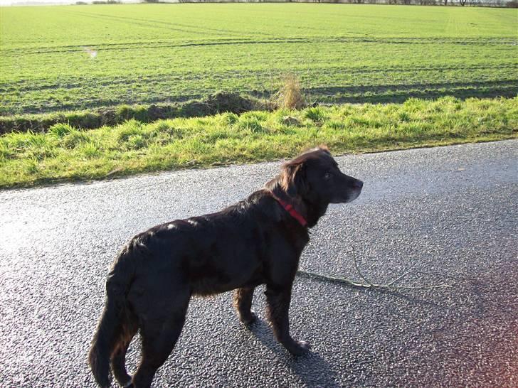 Blanding af racer Buffy - Her kan man rigtig se hvor ´smuk´ og ´vel propertioneret´ Buffy er. billede 3