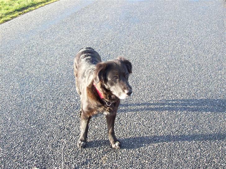 Blanding af racer Buffy - Smuk og vel propertioneret også forfra...... billede 4