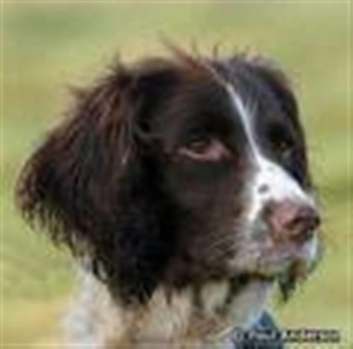 Field Trial spaniel Sille billede 1
