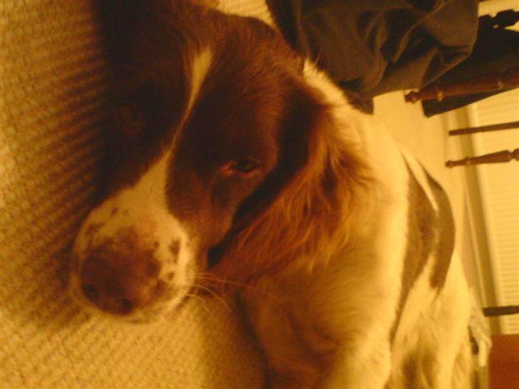 Field Trial spaniel Sille billede 3