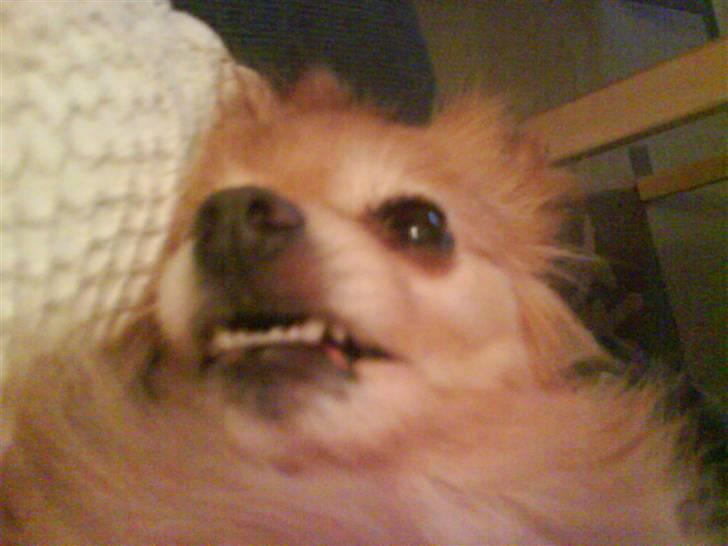 Blanding af racer Bella - :-) billede 8