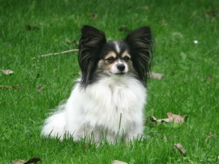 Papillon rønne R.I.P billede 16