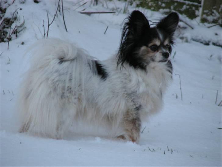 Papillon rønne R.I.P billede 17