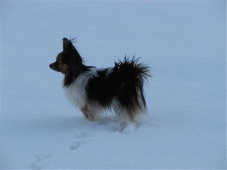 Papillon rulle R.I.P billede 16