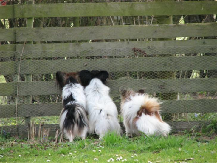 Papillon rulle R.I.P billede 17