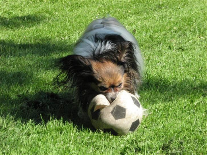 Papillon rulle R.I.P billede 19