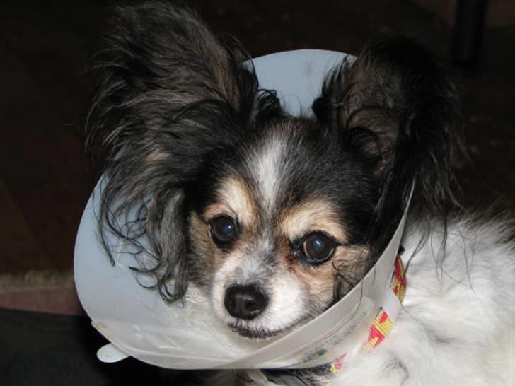 Papillon rønne R.I.P billede 18