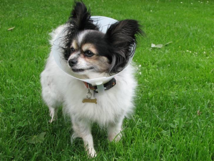 Papillon rønne R.I.P billede 19