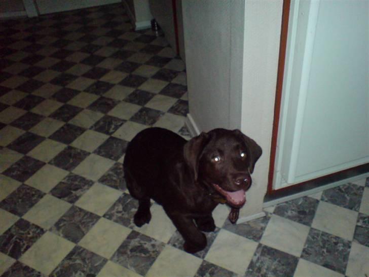 Labrador retriever - Tayson.   - jeg er fræk d: billede 9