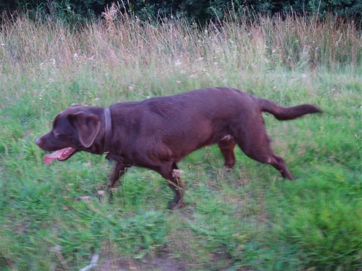 Labrador retriever - Tayson.   billede 10