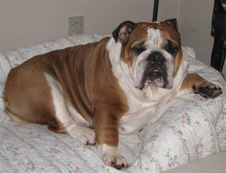 Engelsk bulldog Jula - "Jules" billede 8