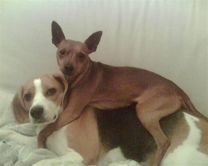 Dvaergpinscher Buller - Tager på fersk gerning :D billede 9