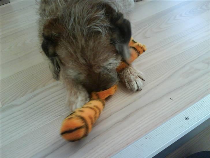 Border terrier Tikki - Savnet :'(  <3 - Uhh jeg har ned lagt en tiger <3333 billede 10