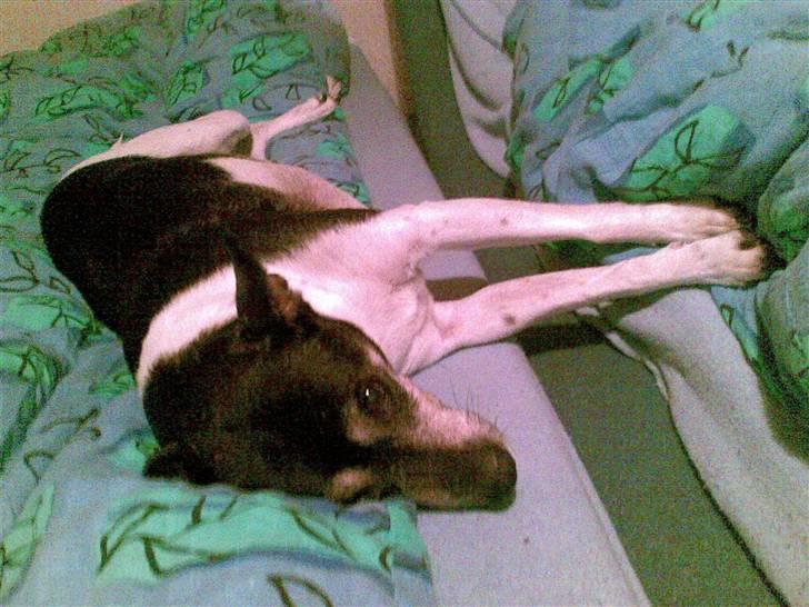 Dansk svensk gaardhund R.I.P. Zita billede 1