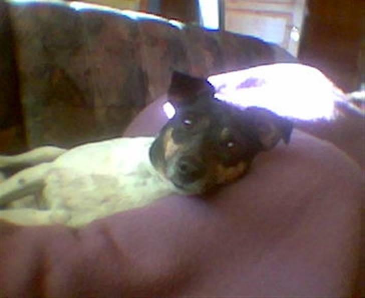 Dansk svensk gaardhund R.I.P. Zita billede 2