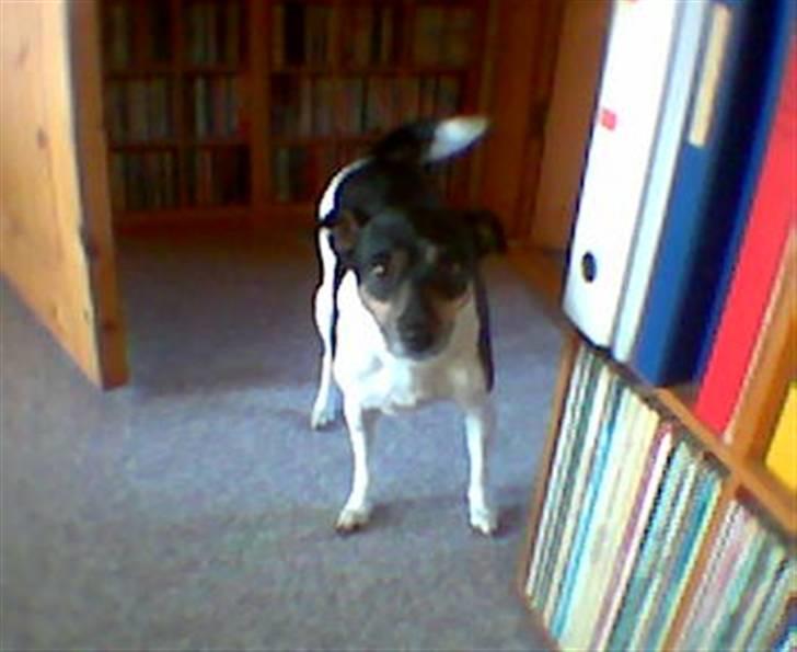 Dansk svensk gaardhund R.I.P. Zita billede 3