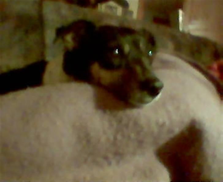 Dansk svensk gaardhund R.I.P. Zita billede 4