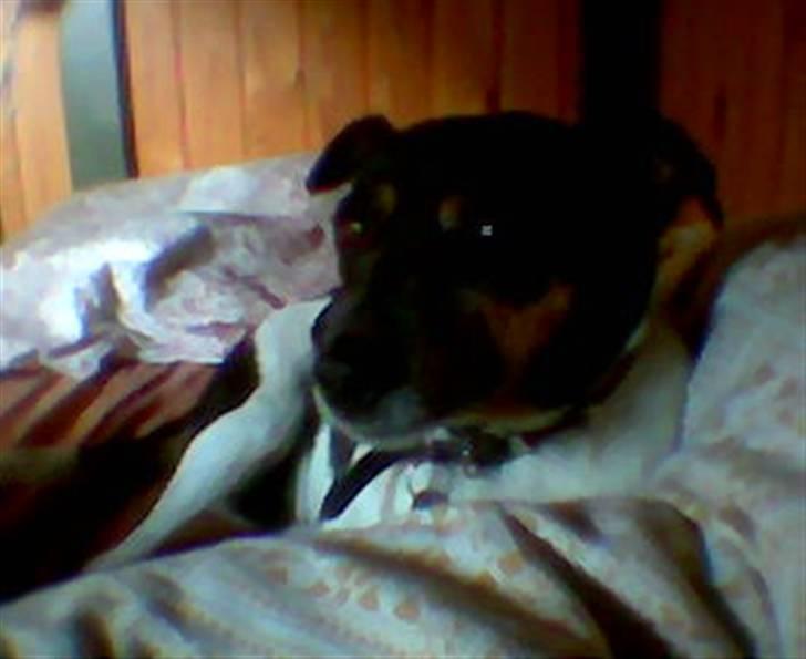 Dansk svensk gaardhund R.I.P. Zita billede 5